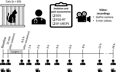 Clinical applicability of the Feline Grimace Scale: real-time versus image scoring and the ...