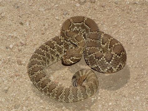 Mojave Rattlesnake