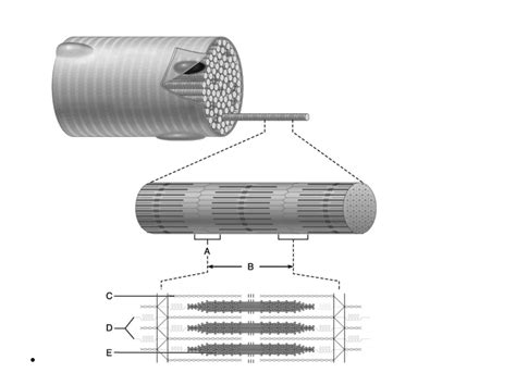 Myofibril Diagram | Quizlet