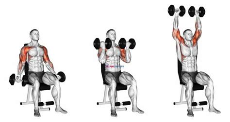 Dumbbell Seated Biceps Curl to Shoulder Press - Home Gym Review