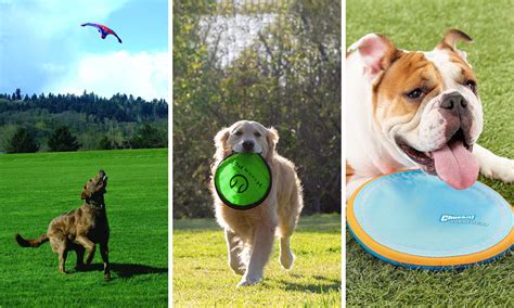 Guide To Choose the Best Dog Frisbee For Your Pet!