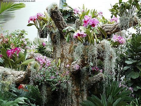 Missouri botanical garden: orchid show | Orchid show, Orchids, Botanical gardens