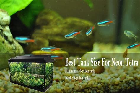 Best Tank Size For Keeping Neon Tetra - Tetra Fish Care