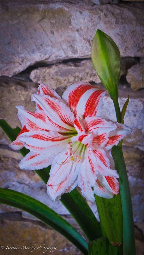 Variegated Pink and White 'striped' Amaryllis | Day lilies, Flower ...