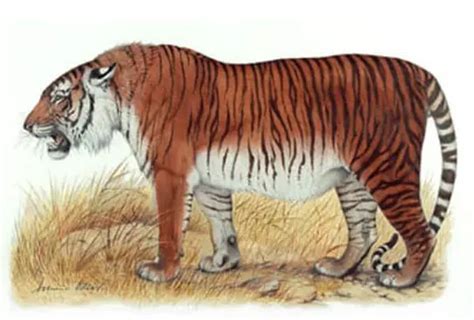 Tiger Subspecies Comparison