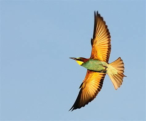 European bee-eater in flight | European bee-eater in flight,… | Flickr