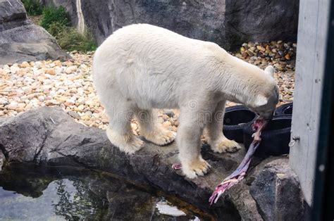 Polar bear stock image. Image of marine, blue, looking - 74347237