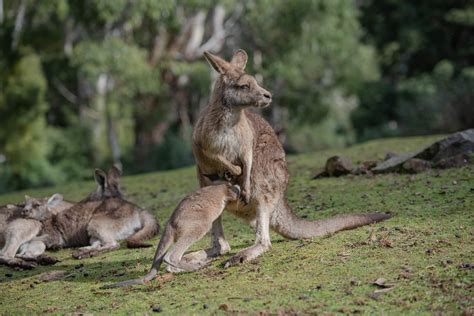 Facts Of The Red Kangaroo | How fast they jump and are they danergous?