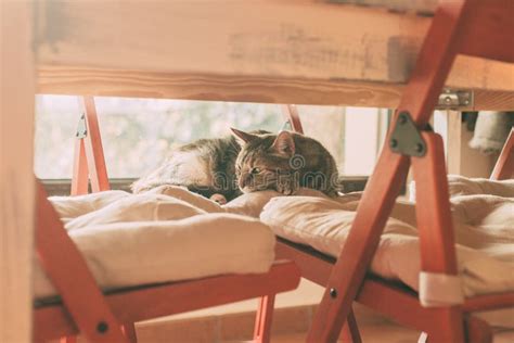 Beautiful Tabby Cat Sleeping Under a Table. Domestic Cat. Lovely Cat Portrait Stock Photo ...