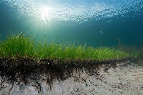 The secret of seagrass and its crucial role in fighting one of the ...