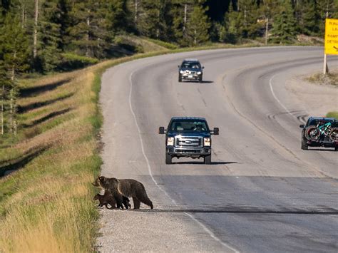 Female grizzly hit and killed by CP train on tracks in Banff National Park | Bow Valley Crag ...