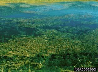 Eurasian Watermilfoil | National Invasive Species Information Center