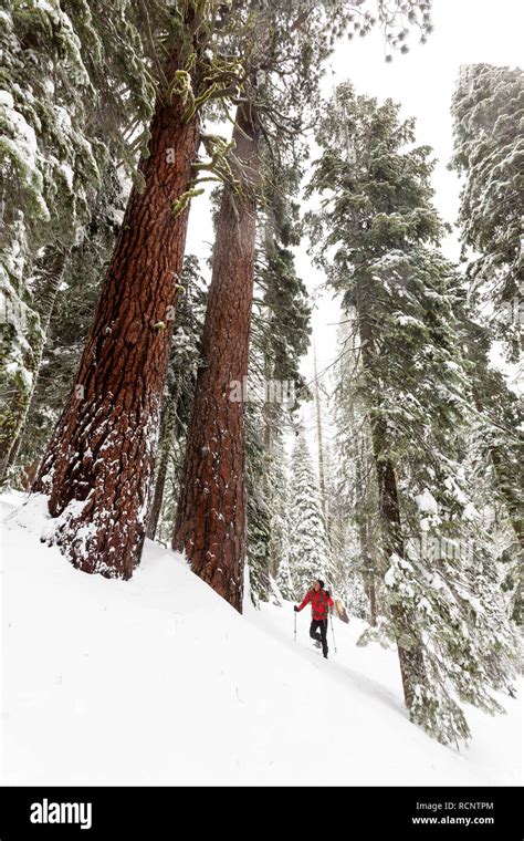 A snowshoer hikes below two large Sequoia trees (Sequoiadendron giganteum) in fresh powder after ...