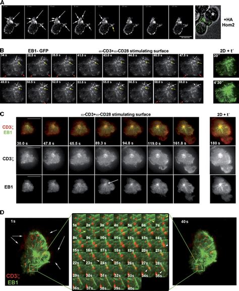 Microtubule dynamics are driven by EB1 at the IS. (A)... | Download Scientific Diagram