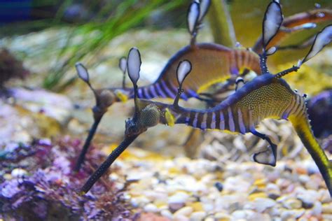 A Leafy Sea Dragon at the Long Beach Aquarium | Qwik Focus Photography