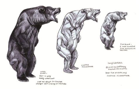 Bear Anatomy | Animal drawings, Bear art, Animal sketches