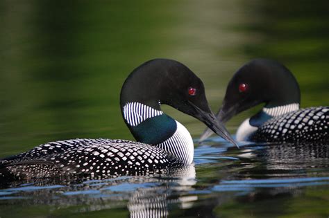 Common loon — The Friends of Rachel Carson National Wildlife Refuge