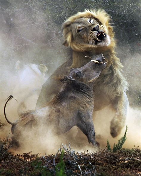 Photographer captures warthog's epic clash with a lion | Predator vs Prey | Earth Touch News