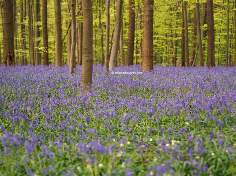 BLUEBELLS AT HALLERBOS - S Marks The Spots