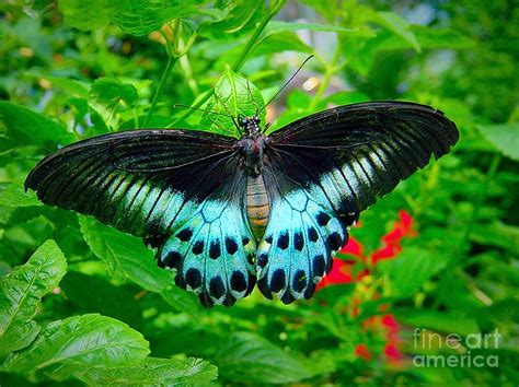 Black and Turquoise Butterfly Photograph by Anne Sands - Pixels