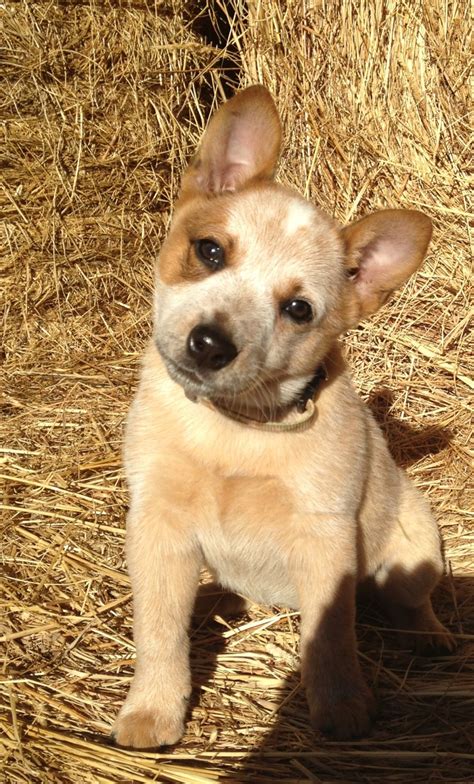 Red Heeler Dogs - The Perfect Twin to Daisy Mae