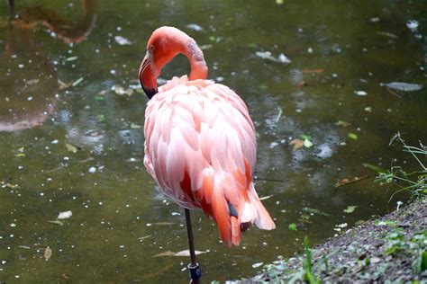 Pin by Maria Quinn on Jacksonville, FL Zoo & Gardens | Zoo, Animals ...