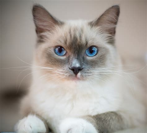 1,000+ Free Blue Cat Eyes & Cat Images - Pixabay