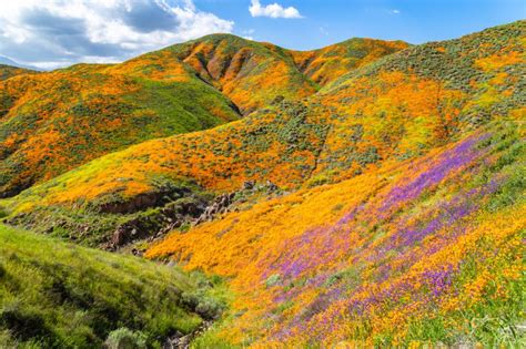 Super bloom mayhem in California overwhelms small town Yosemite ...