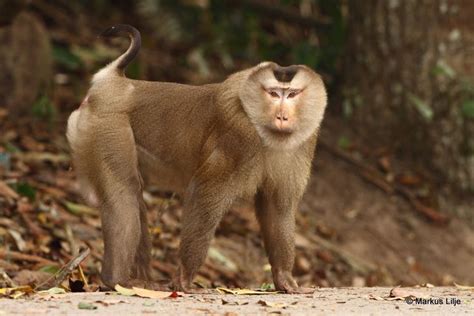 Northern Pig-tailed Macaque | Macaque, Baboon, Mammals