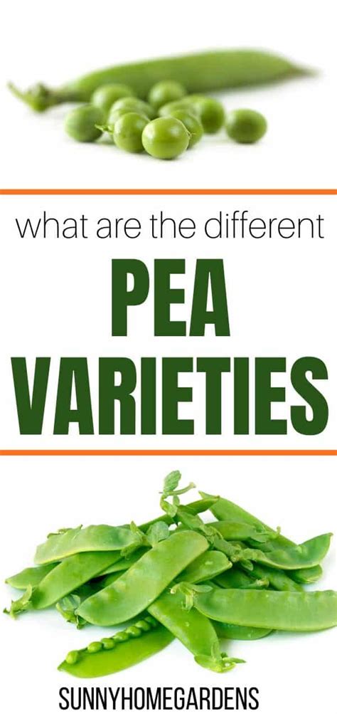 Varieties And Types Of Peas - Sunny Home Gardens