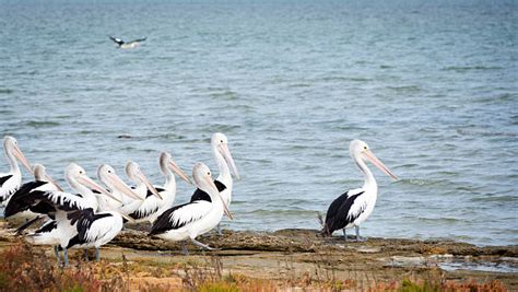 Coorong National Park Stock Photos, Pictures & Royalty-Free Images - iStock