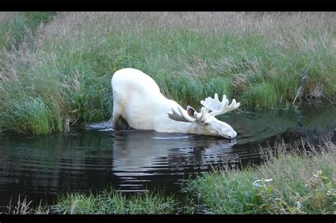 Majestic white moose caught in rare stunning footage by man | London Evening Standard | Evening ...