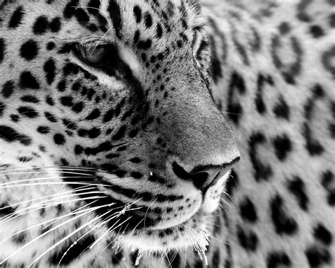 Black Jaguar Wallpapers Group (73+)