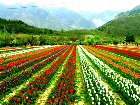 Jammu and Kashmir’s Tulip Garden in full bloom to welcome tourists - Tourism News Live