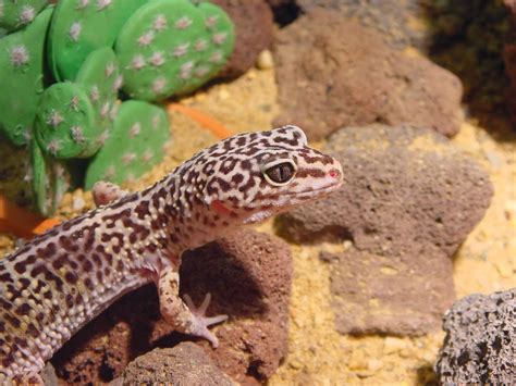 Animals of the world: Leopard gecko