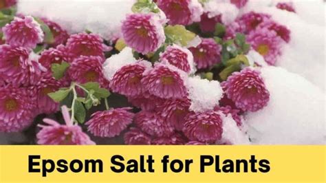 Unlock The Magic: Epsom Salt For Plants – Grow Healthier, Greener, And ...