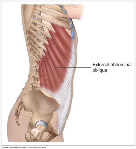 External Abdominal Oblique - Learn Muscles