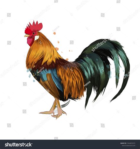 Portrai poule : 922 279 images, photos et images vectorielles de stock | Shutterstock