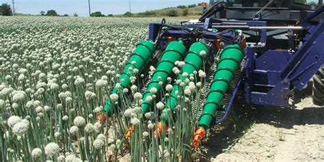 | Harvesting onions seeds equipment