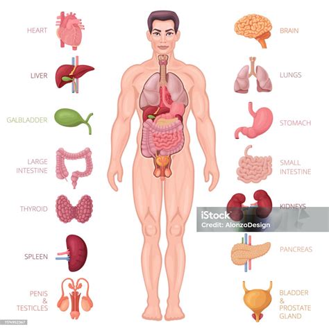 İnsan Anatomisi Simgeleri Erkek Vücudu Stok Vektör Sanatı & İç organlar ...