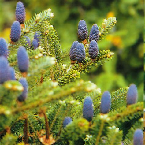 Abies koreana (Korean Fir) | Express Garden Shop