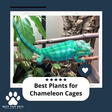 The 15 Best Plants For Chameleon Cages of 2023