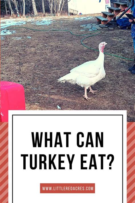 Feeding Turkeys: What Can Turkey Eat?