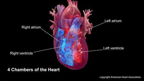 NewMediaWire | Men develop irregular heartbeat earlier than women ...