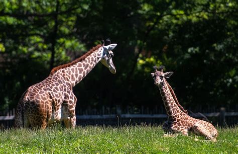 Cleveland Metroparks Zoo temporarily suspends ticket sales for Cruise the Zoo - cleveland.com