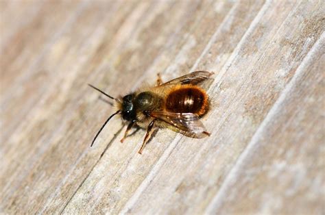 Where to Buy Mason Bees and How to Care for Them - Complete Beehives