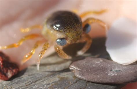 some of Ben's arthropods photos