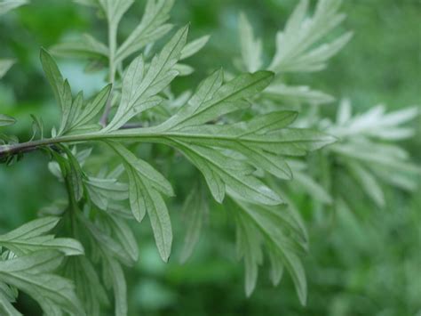 Is this mugwort? Or something else? | Identify that Plant