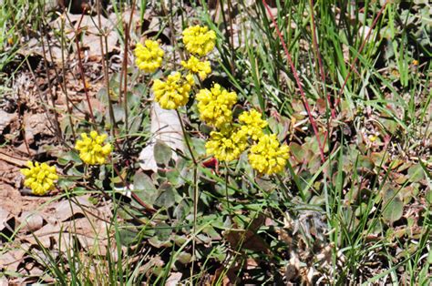 Eriogonum umbellatum, Sulphur-flower Buckwheat, Southwest Desert Flora