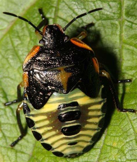 Green Stink Bug Emergence In Tree Fruit. July 14 » The Jentsch Lab